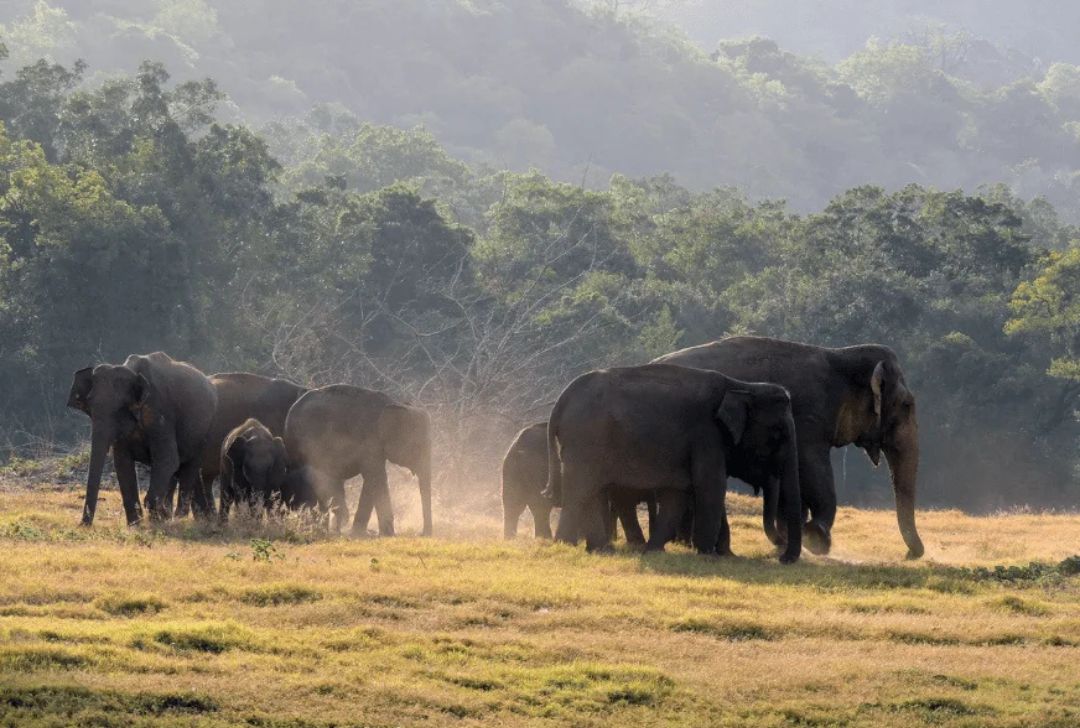 Wasgamuwa National Park