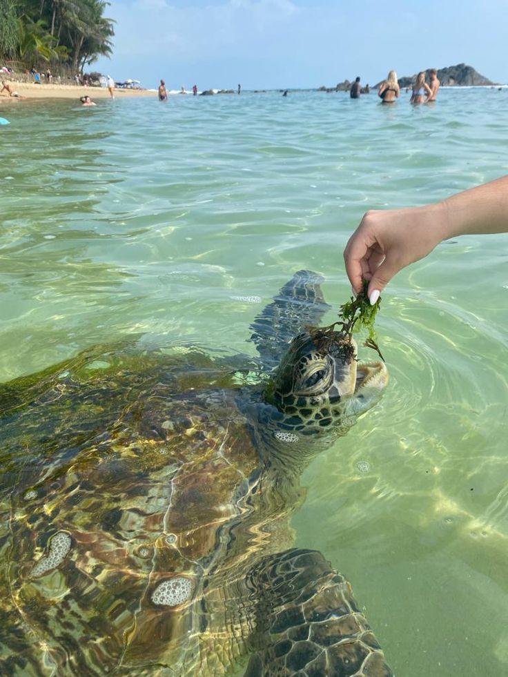 Up Close with Coastal Wildlife in Hikkaduwa