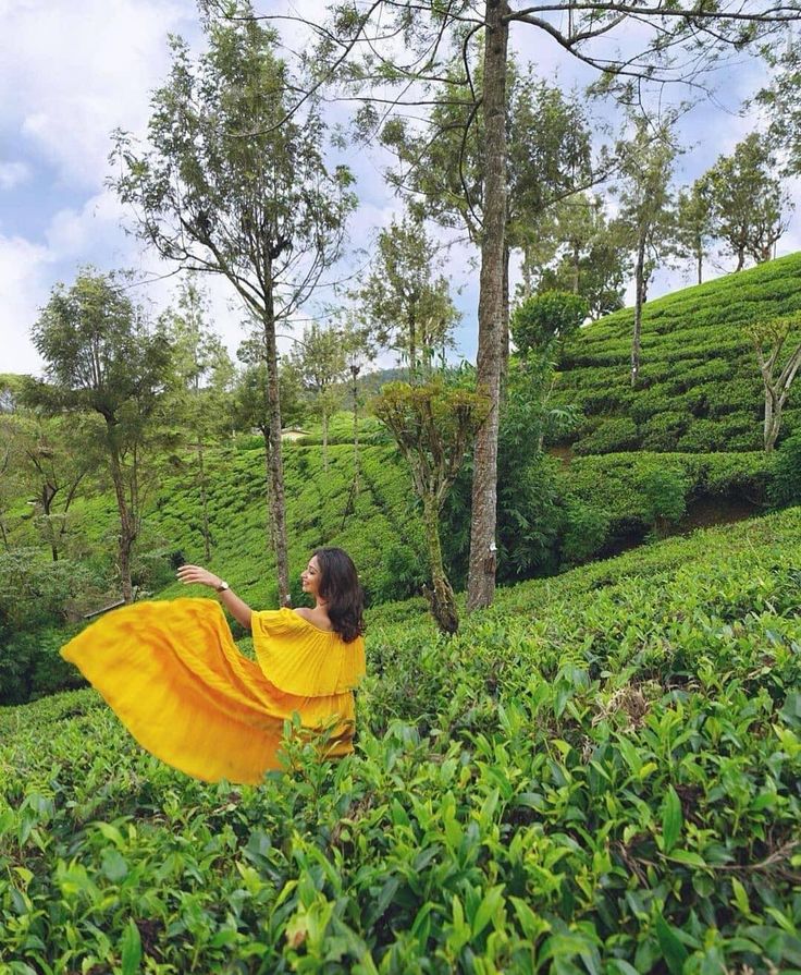 Lush Tea Plantations of Nuwara Eliya