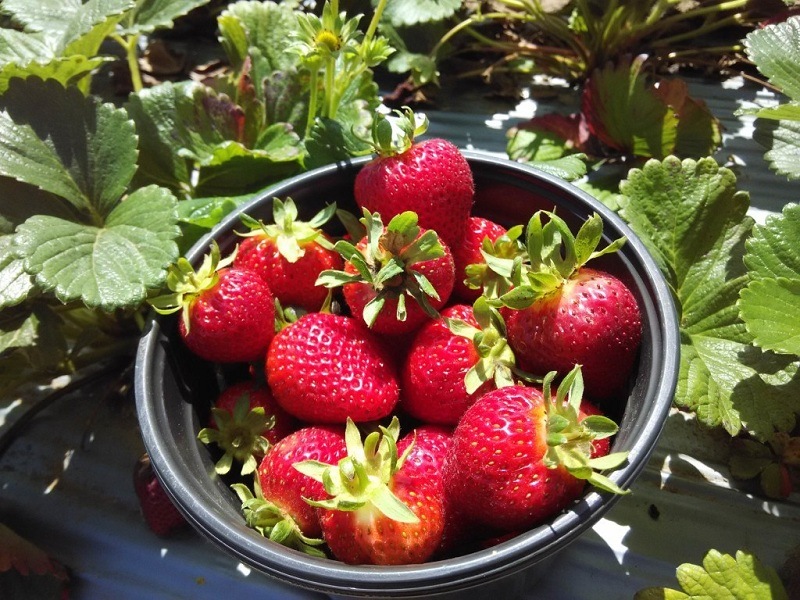 Visit a strawberry farm.